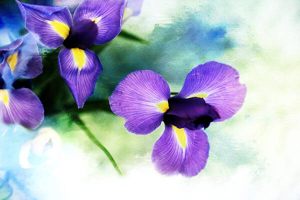 Iris Art Print featuring the photograph Nature Splash by Theresa Campbell