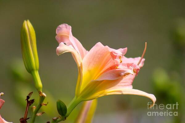 Pink Art Print featuring the photograph Nature's Beauty 125 by Deena Withycombe