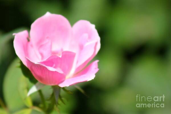 Pink Art Print featuring the photograph Nature's Beauty 15 by Deena Withycombe