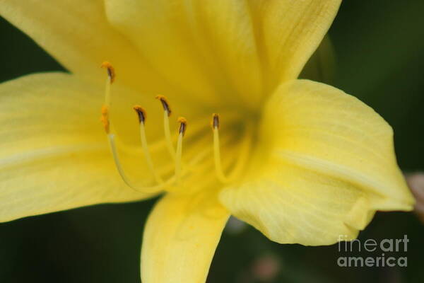 Yellow Art Print featuring the photograph Nature's Beauty 38 by Deena Withycombe