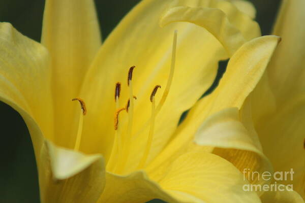 Yellow Art Print featuring the photograph Nature's Beauty 40 by Deena Withycombe