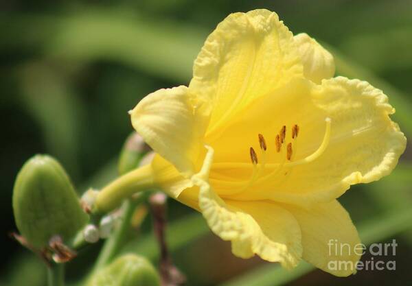 Yellow Art Print featuring the photograph Nature's Beauty 46 by Deena Withycombe