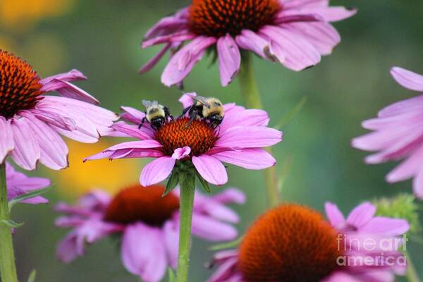 Pink Art Print featuring the photograph Nature's Beauty 66 by Deena Withycombe