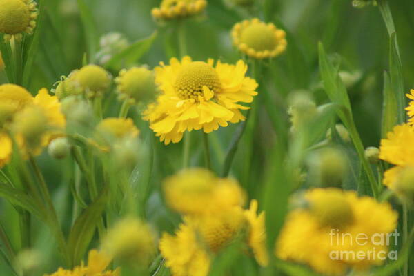 Yellow Art Print featuring the photograph Nature's Beauty 91 by Deena Withycombe