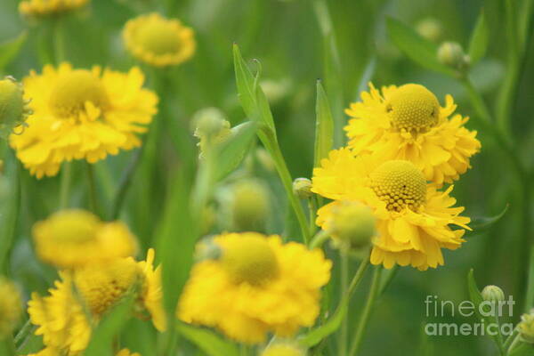 Yellow Art Print featuring the photograph Nature's Beauty 92 by Deena Withycombe