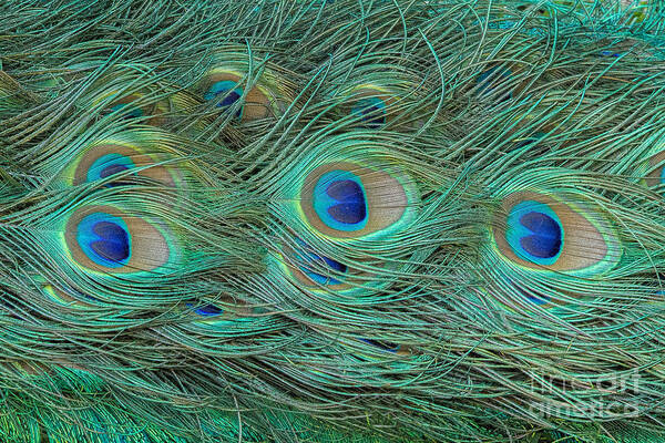 Peacocks Art Print featuring the photograph Nature's Details by Marilyn Cornwell