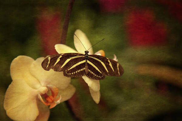 Natures Moment Art Print featuring the photograph Natures Flutter by Karol Livote