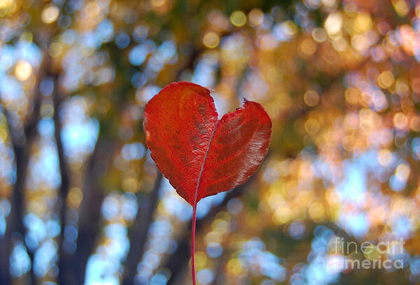 Heart Art Print featuring the photograph Nature's Love by Debra Thompson