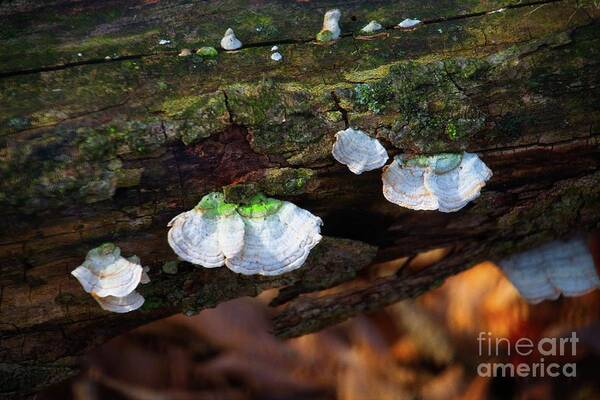 Woods Art Print featuring the photograph Natures Ruffles - Cascade WI by Mary Machare