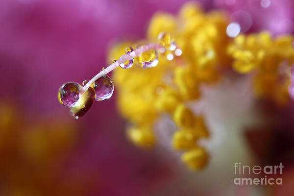 Water Drops Art Print featuring the photograph Natures Secrets Hide Among The Droplets by Mike Eingle