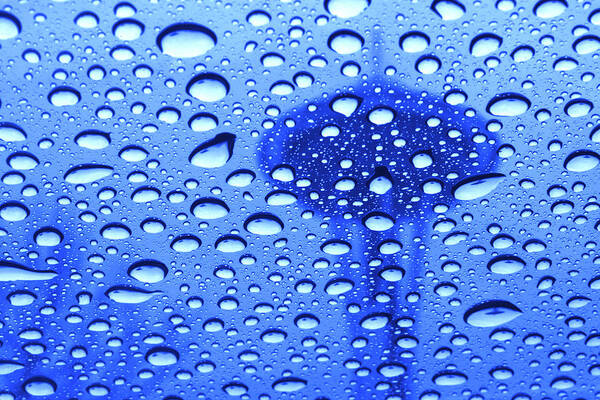 Seattle Art Print featuring the photograph Needle in rain drops H006 by Yoshiki Nakamura