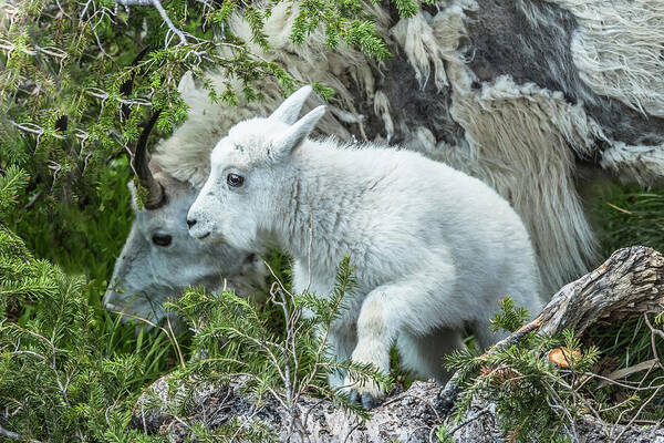 Mountain Goats Art Print featuring the photograph New Addition by Yeates Photography