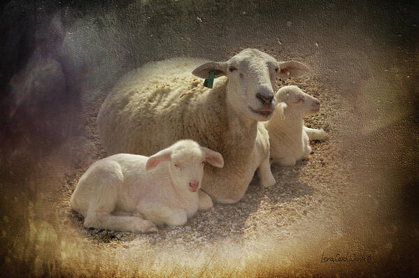 Nature Art Print featuring the photograph New Baby Lambs by Lena Wilhite