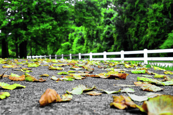 Leaves Art Print featuring the photograph New Leaves by Bradley Dever