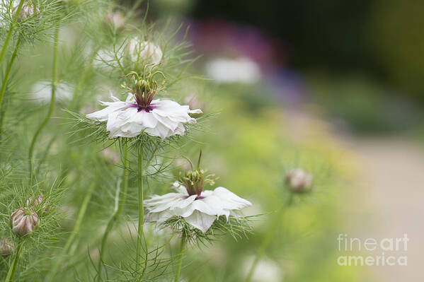 Nigella Damascena Art Print featuring the photograph Nigella Damascena Miss Jekyll Alba by Tim Gainey