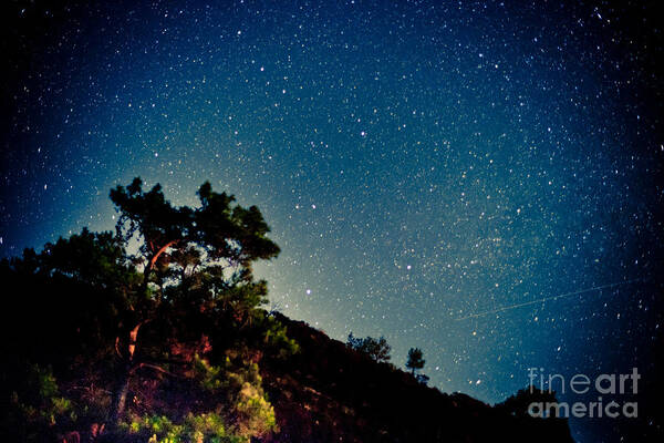 Tree Art Print featuring the photograph Night sky scene with pine and stars by Raimond Klavins