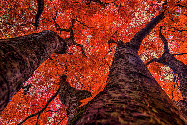 Fall Art Print featuring the photograph Nishinomiya Japanese Garden - Autumn Trees 2 by Mark Kiver