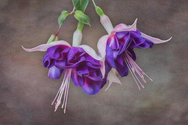 Purple Art Print featuring the photograph Purple Fuchsia by Patti Deters