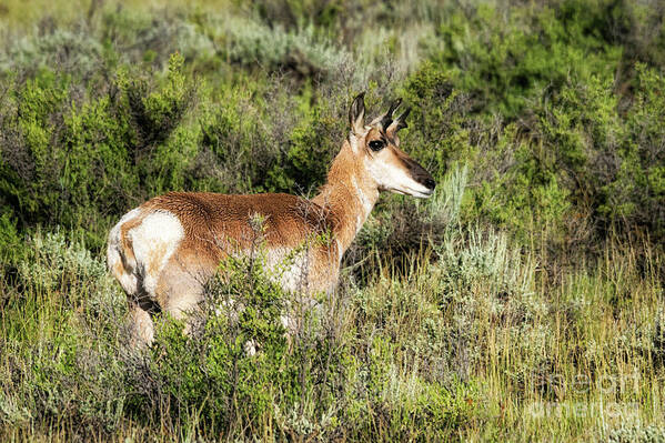 North Park Pronghorn Art Print featuring the photograph North Park Pronghorn by Priscilla Burgers