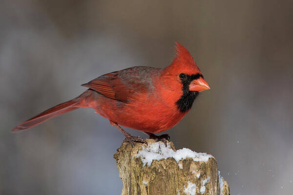 Red Art Print featuring the photograph Northern Cardinal in winter by Mircea Costina Photography