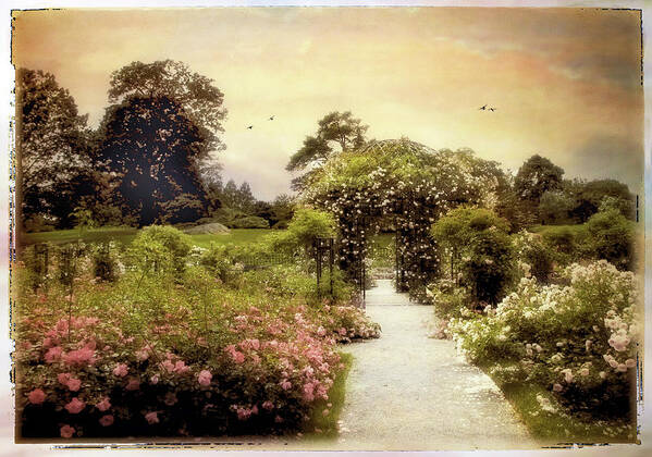 Garden Art Print featuring the photograph Nostalgia of Roses by Jessica Jenney