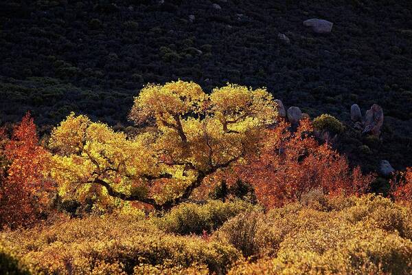 Fall Art Print featuring the photograph November in Arizona by Ron Chilston