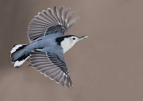 Nuthatch Art Print featuring the photograph Nuthatch in flight by Mircea Costina Photography