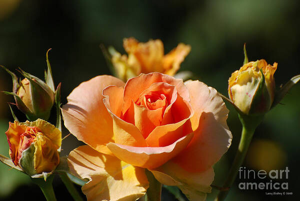 Flowers Art Print featuring the photograph O range-ment by Larry Keahey
