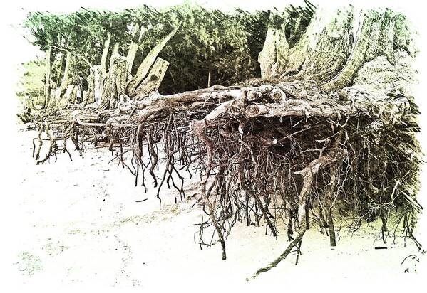 Oahu Art Print featuring the photograph Kailua Beach Roots by Ron Long