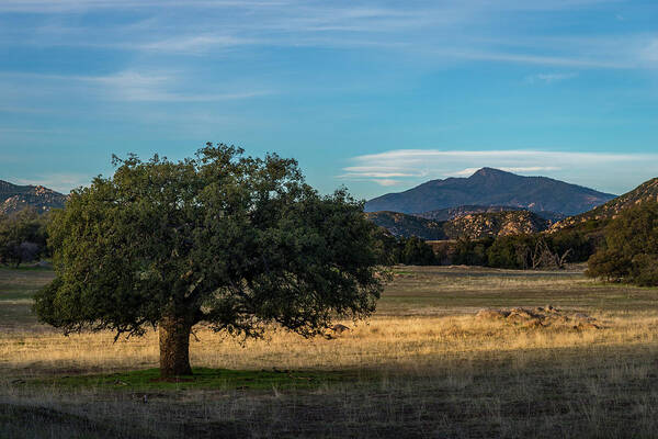 California Art Print featuring the photograph Oak and Cuyamaca by TM Schultze
