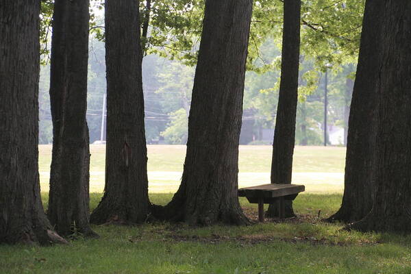 6 Oak Trees Art Print featuring the photograph Oak Trees and Bench by Valerie Collins