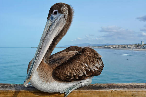 Brown Pelican Art Print featuring the photograph Oceanside Brown Pelican by Kyle Hanson