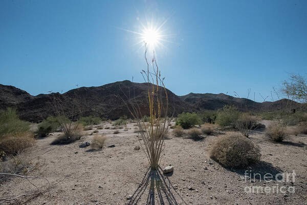 Ocotillo Art Print featuring the photograph Ocotillo Glow by Robert Loe