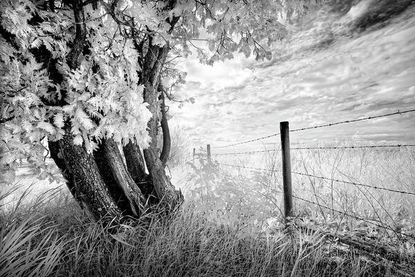 Black And White Art Print featuring the photograph Old Cedar and Barbed Wire by Dan Jurak