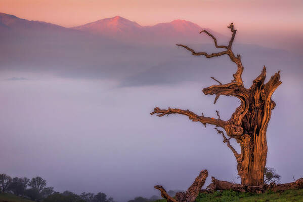 Landscape Art Print featuring the photograph Old Oak and Mt. Diablo on a Foggy Morning by Marc Crumpler