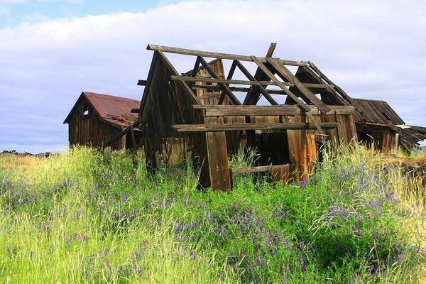 Old Barns Art Print featuring the photograph Old Shack at the Gorge BA 3000 by Mary Gaines