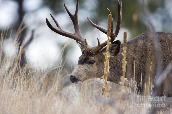 Deer Art Print featuring the photograph Old Timer by Douglas Kikendall