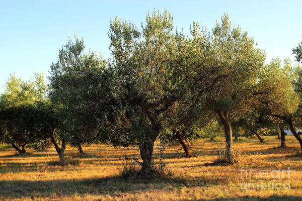 Symbol Art Print featuring the photograph Olive Grove by Angela Rath