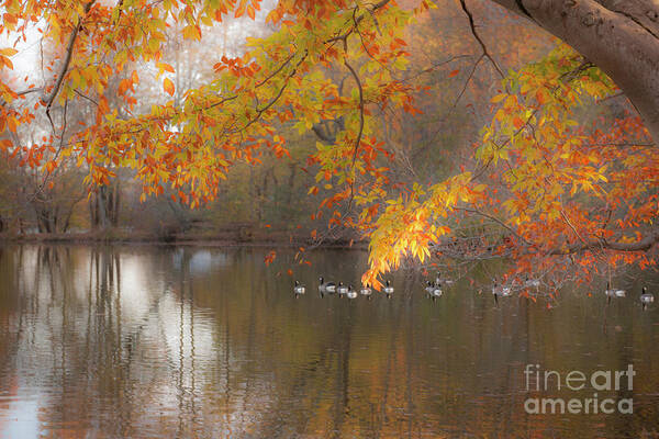 Fall Art Print featuring the photograph On Golden Pond by Dale Powell
