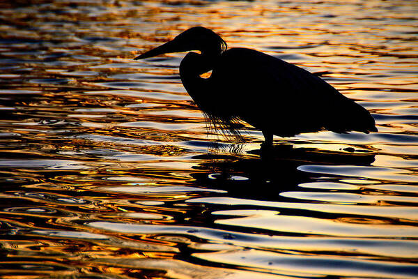 Birds Art Print featuring the photograph On Golden Pond by Neil Shapiro