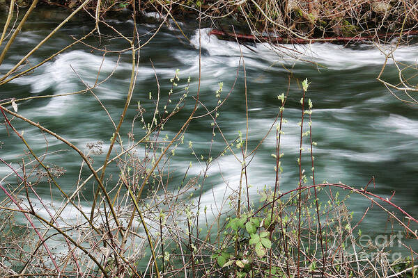 Whatcom Creek Art Print featuring the photograph On the Bank of Whatcom Creek by Cheryl Rose