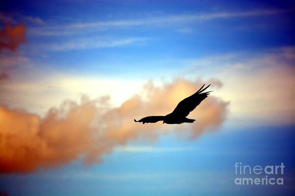 Vulture Art Print featuring the photograph On the Prowl by Dani McEvoy