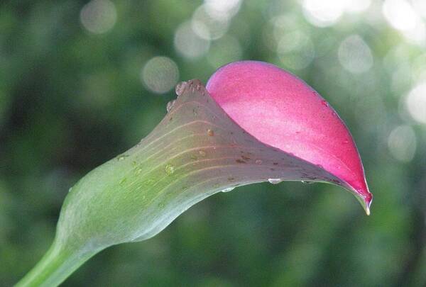 Pink Calla Lily Art Print featuring the photograph One Calla Morning by Angela Davies