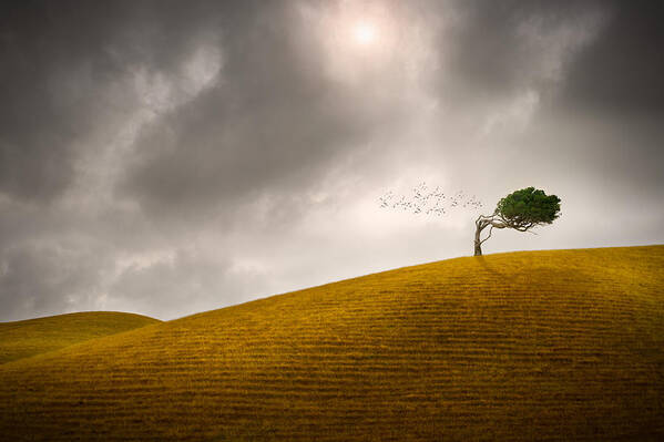 Tree Art Print featuring the photograph One Tree Hill by Peter Elgar