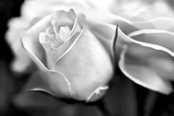 Rose Art Print featuring the photograph Opening Rose Flower Black and White by Jennie Marie Schell