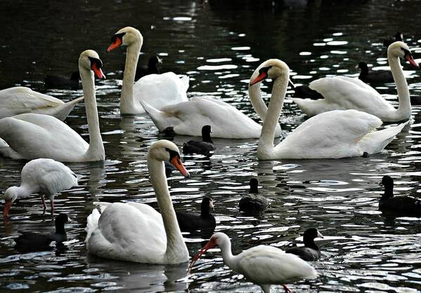 Swans Art Print featuring the photograph Opposites Attract by Carolyn Mickulas