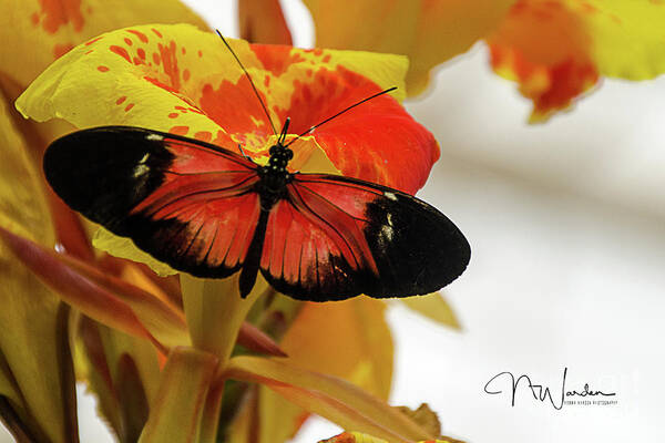 Orange Art Print featuring the photograph Orange and Black Butterfly by Norma Warden