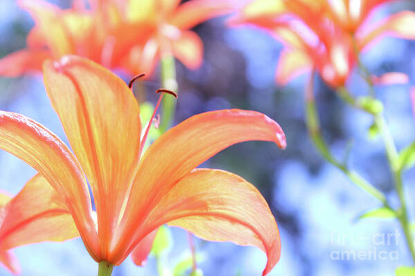 Flower Art Print featuring the photograph Orange Bloom Happiness by Becqi Sherman