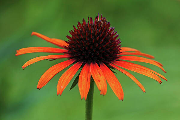 Coneflower Art Print featuring the photograph Orange Coneflower by Juergen Roth