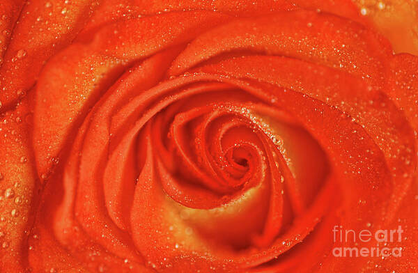 Thanks Art Print featuring the photograph Orange Crush by Darren Fisher